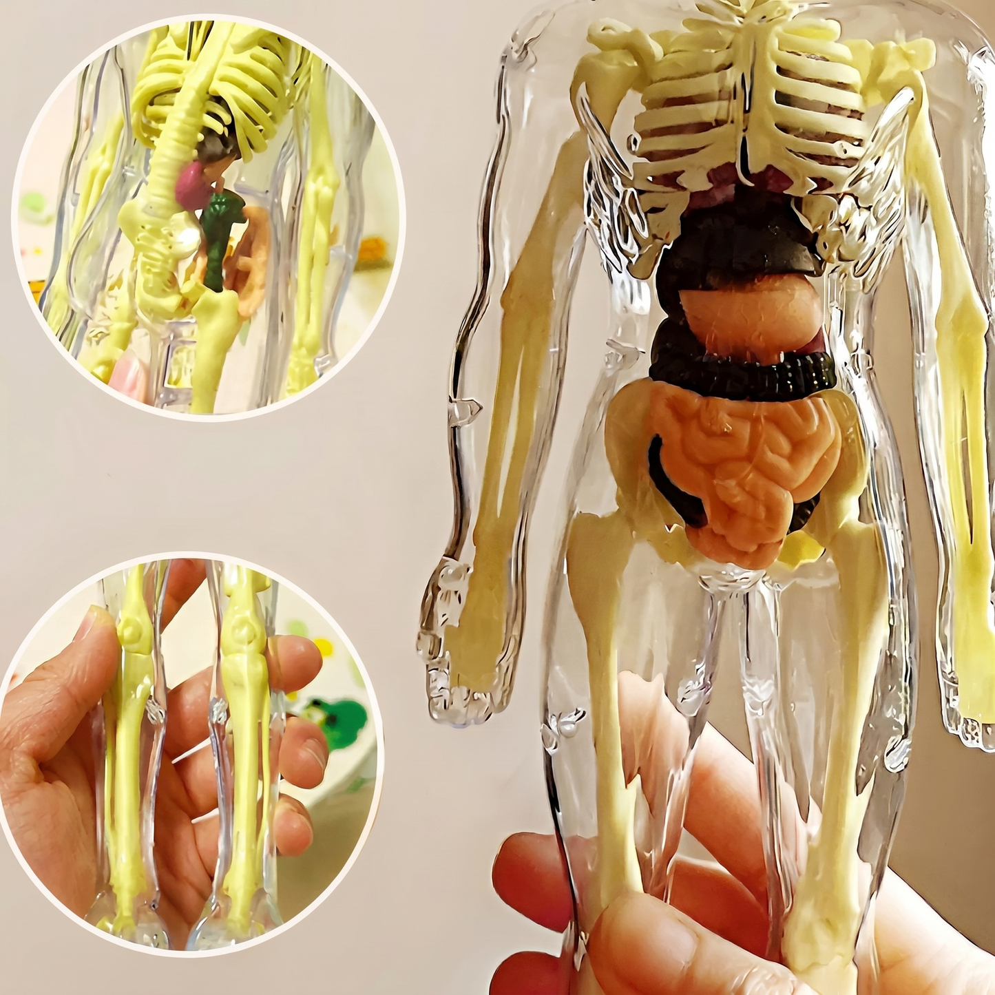 Model Anatomic Uman 3D – 16 Părți Detașabile