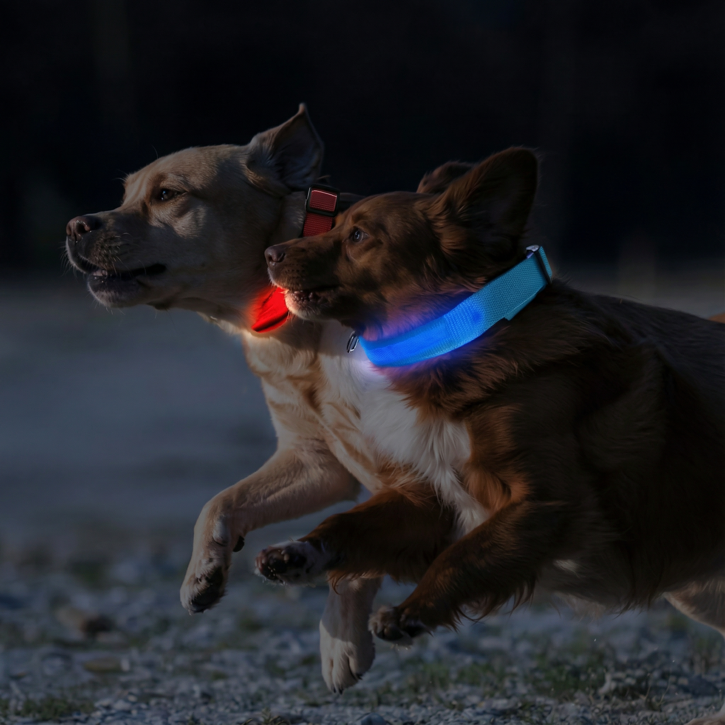 Zgardă pentru Câini cu LED, Albastră