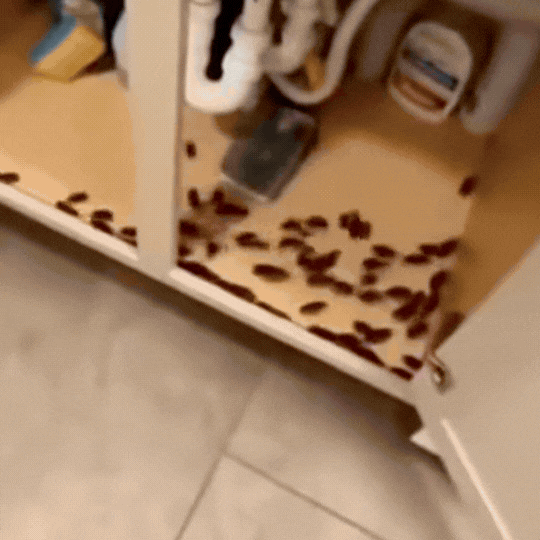Capcană pentru Gândaci - Insecto Stop