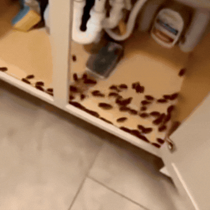 Capcană pentru Gândaci - Insecto Stop
