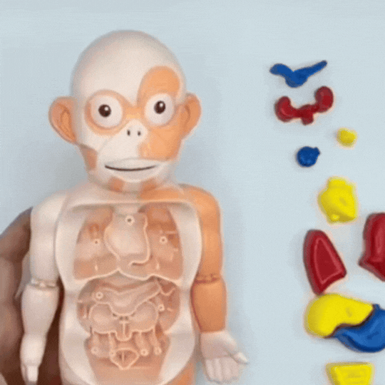 Model 3D pentru Învățarea Anatomiei Corpului Uman