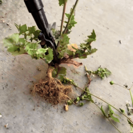 Extractor Buruieni și Plante din Metal
