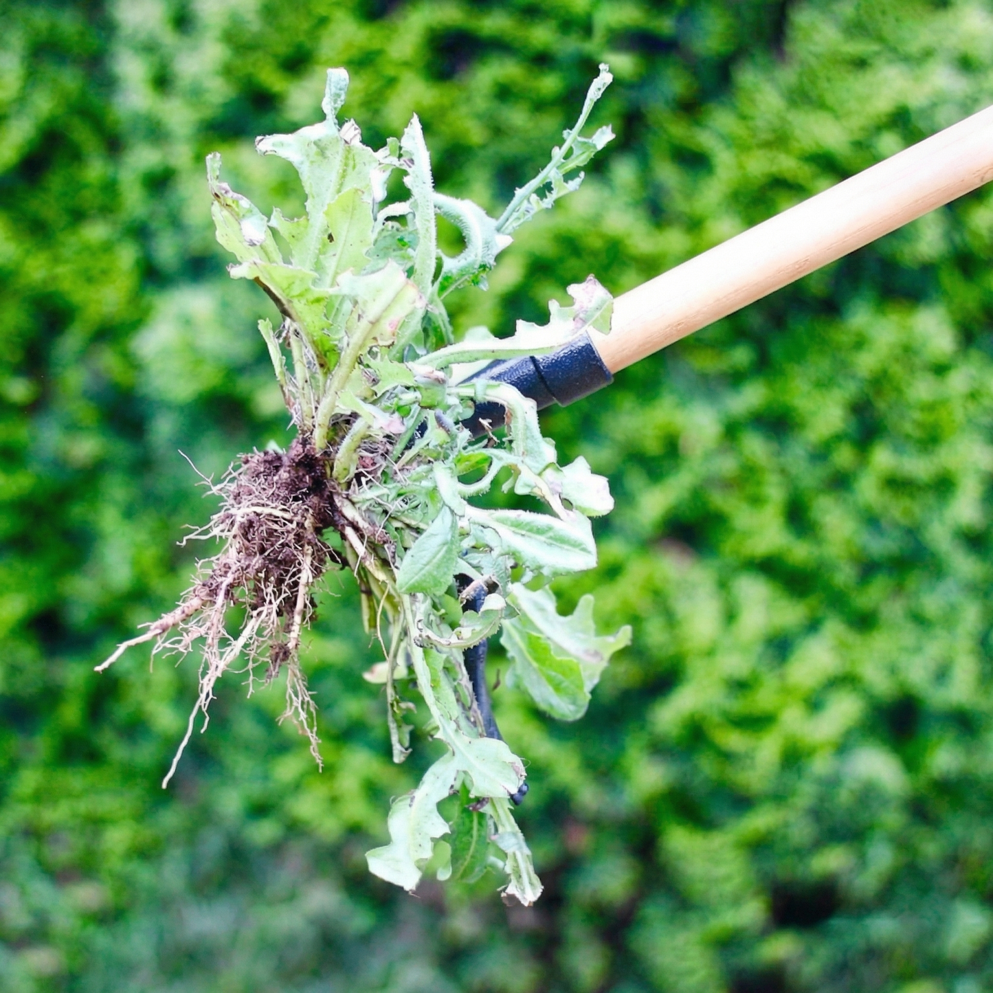 Extractor Buruieni și Plante din Metal