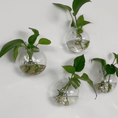 Set 4 Vaze de Perete pentru Plante Hidroponice