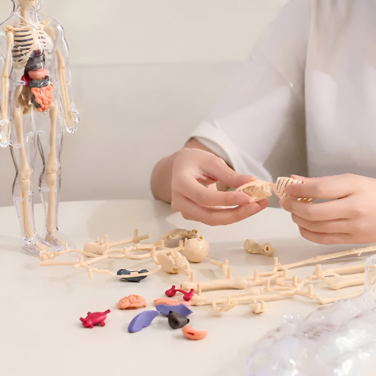 Model Anatomic Uman 3D – 16 Părți Detașabile