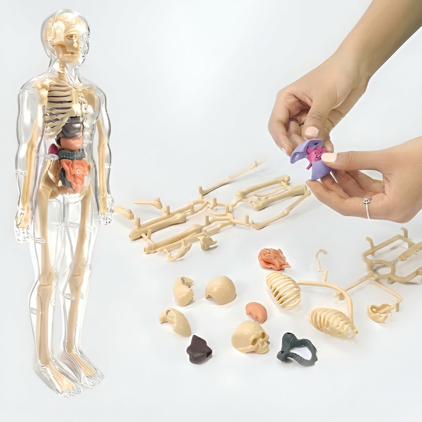 Model Anatomic Uman 3D – 16 Părți Detașabile