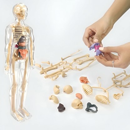 Model Anatomic Uman 3D – 16 Părți Detașabile