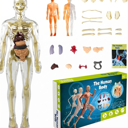 Model Anatomic Uman 3D – 16 Părți Detașabile