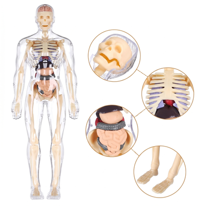 Model Anatomic Uman 3D – 16 Părți Detașabile