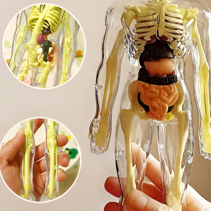 Model Anatomic Uman 3D – 16 Părți Detașabile