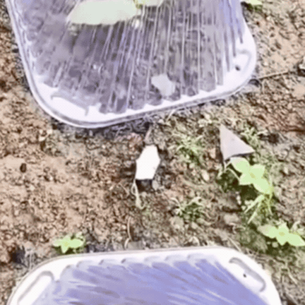 Set 10 Conuri Transparente pentru Protecția Plantelor din PET Reutilizabil