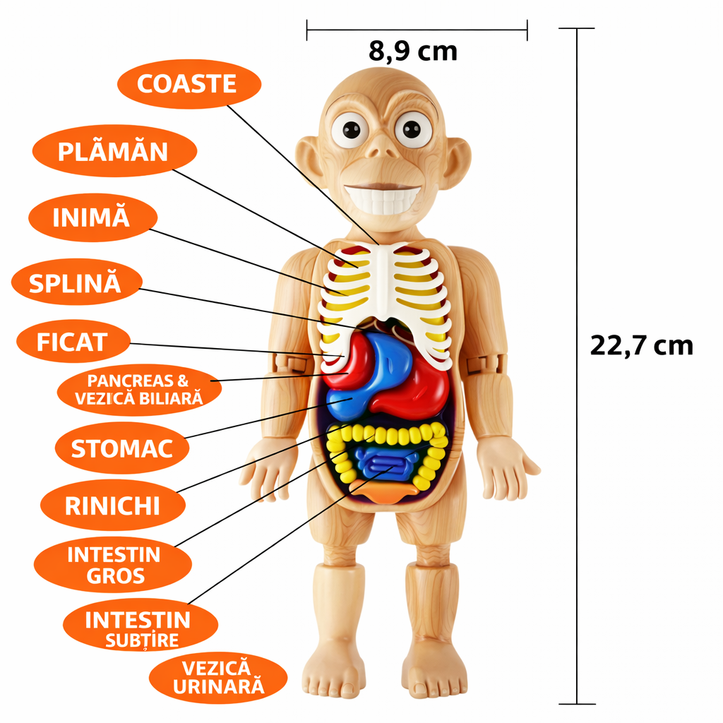 Model 3D pentru Învățarea Anatomiei Corpului Uman