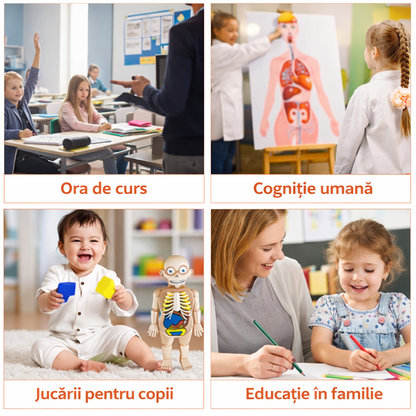 Model 3D pentru Învățarea Anatomiei Corpului Uman