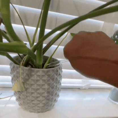 Globuri de Udare Lalea pentru Plante